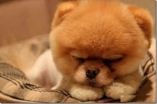 perros tiernos | Tumblr