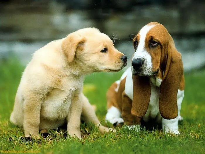 Los perros mas tristes del mundo 15 fotos - Taringa! Los perros mas tristes del mundo 15 fotos - Taringa!