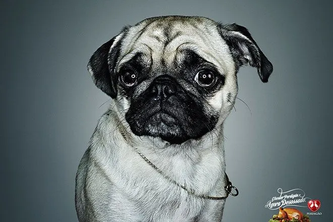 Perros tristes Pug – El Ojo Gráfica 2012 – Finalista | El Ojo de ... Perros tristes Pug – El Ojo Gráfica 2012 – Finalista | El Ojo de ...