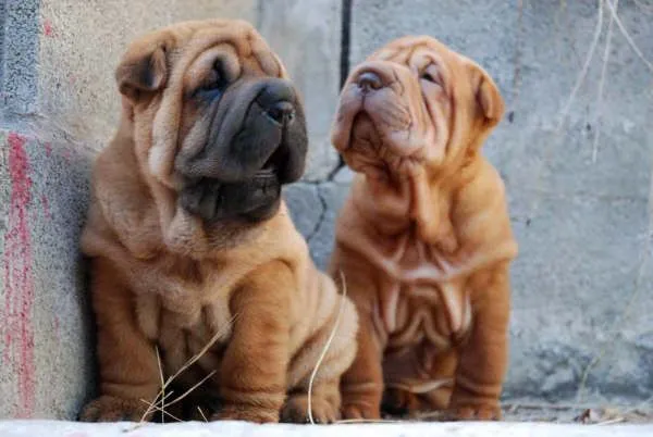 Shar-pei - Perros - Venta Mascotas