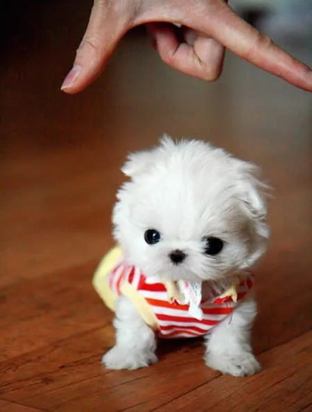 Nuestros Perros Son Nuestra Vida.: TOP los 10 perritos mas tiernos ... Nuestros Perros Son Nuestra Vida.: TOP los 10 perritos mas tiernos ...