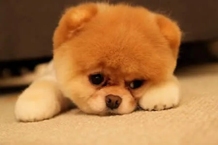 Nuestros Perros Son Nuestra Vida.: TOP los 10 perritos mas tiernos ... Nuestros Perros Son Nuestra Vida.: TOP los 10 perritos mas tiernos ...