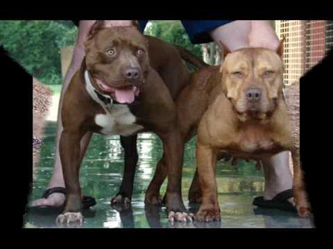 PERROS - YouTube