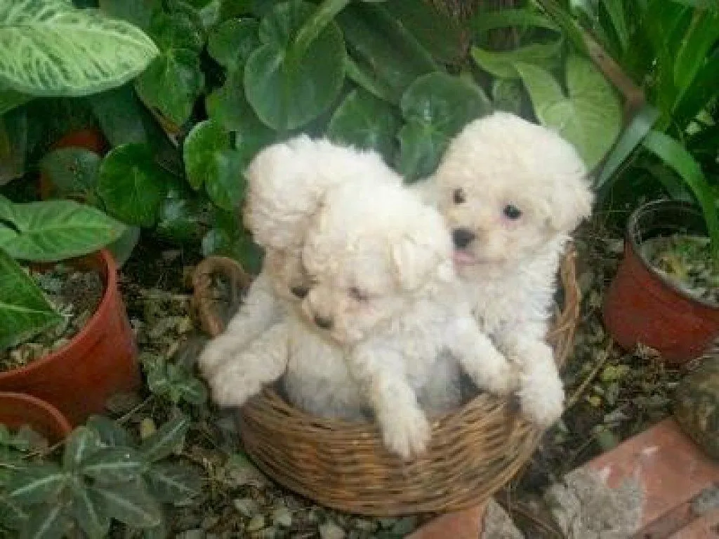 PERROS.!!:POODLES o french poodle C: | Cuidar de tu perro es ... PERROS.!!:POODLES o french poodle C: | Cuidar de tu perro es ...