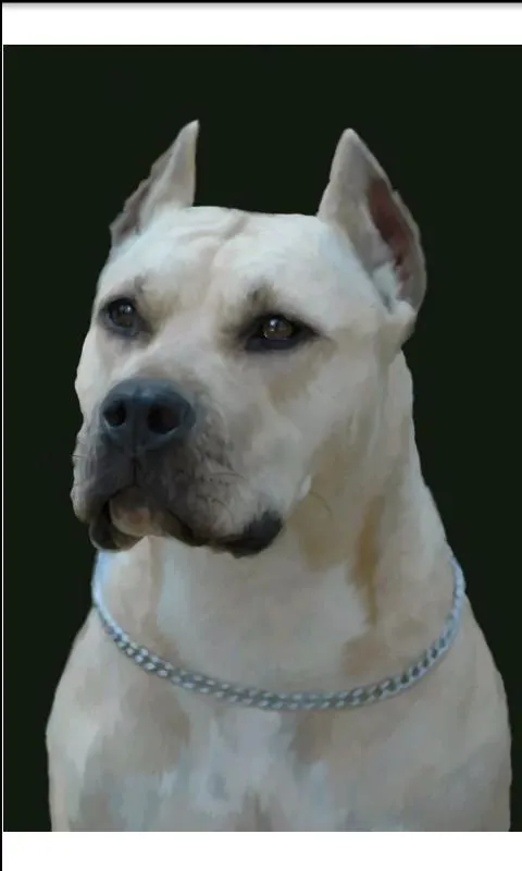 Perros.Todas las razas y fotos - Android Apps on Google Play Perros.Todas las razas y fotos - Android Apps on Google Play