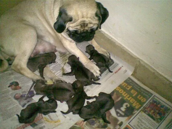 Perrotips mi Pug Carlinos y sus 7 cachorros recien nacidos ... Perrotips mi Pug Carlinos y sus 7 cachorros recien nacidos ...
