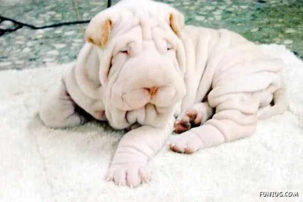 EL PERRO...Y EL GATO ..INTIMOS AMIGOS DEL SER HUMANO: SHAR PEI: EL ... EL PERRO...Y EL GATO ..INTIMOS AMIGOS DEL SER HUMANO: SHAR PEI: EL ...