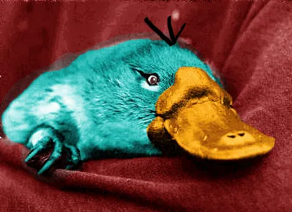 perry el ornitorrinco en la vida real [info+imagenes+videos ... perry el ornitorrinco en la vida real [info+imagenes+videos ...