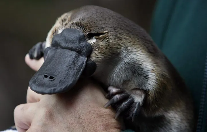 perry el ornitorrinco en la vida real [info+imagenes+videos ... perry el ornitorrinco en la vida real [info+imagenes+videos ...