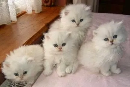 Persa blanco de ojos azules | Razas de Perros y Gatos Persa blanco de ojos azules | Razas de Perros y Gatos