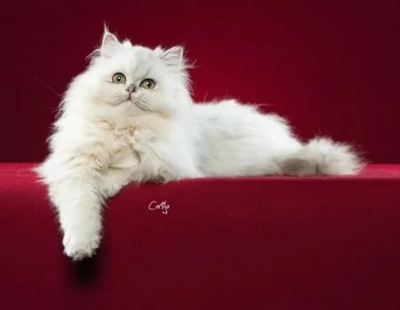 Persa Chincilla Macho - Cats & Animals Background Wallpapers on ... Persa Chincilla Macho - Cats & Animals Background Wallpapers on ...