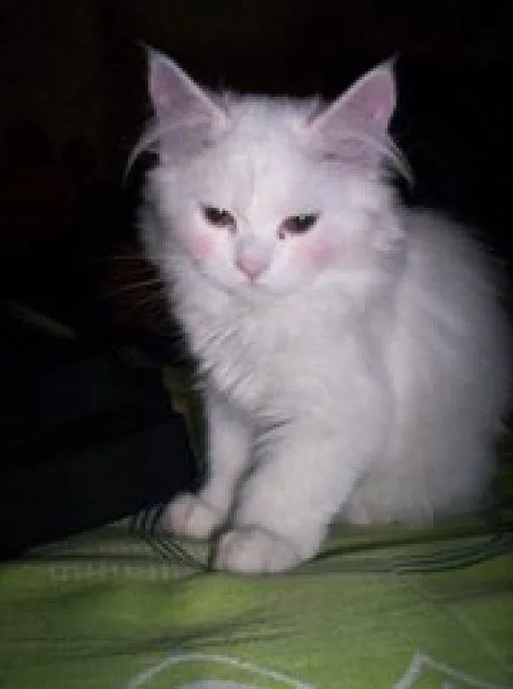 persa regalo | Cuidar de tu gato es facilisimo. persa regalo | Cuidar de tu gato es facilisimo.
