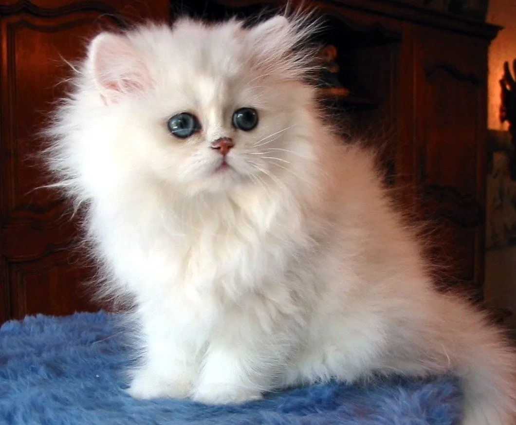 Gato persa blanco
