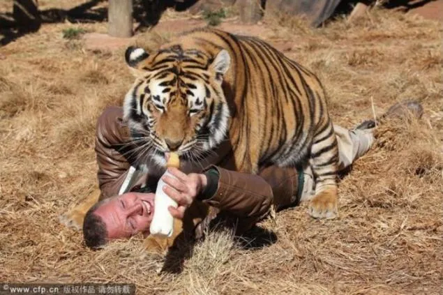 Esta persona crece, cuida y nutre a los tigres. Esta persona crece, cuida y nutre a los tigres.