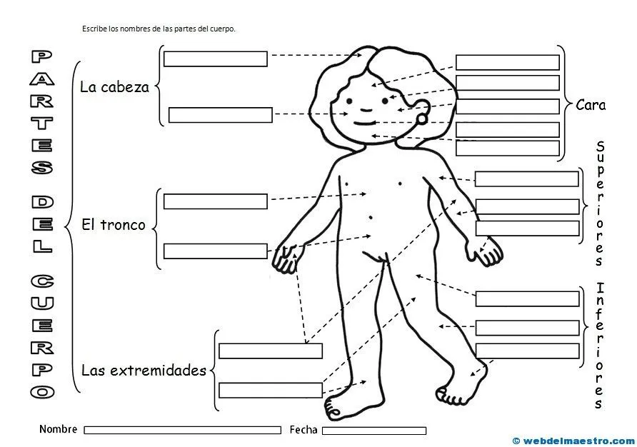 El-cuerpo-humano-Actividades.jpg