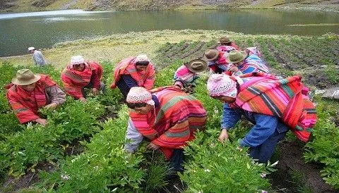 El Perú celebra hoy el Día del Campesino - Generaccion. El Perú celebra hoy el Día del Campesino - Generaccion.
