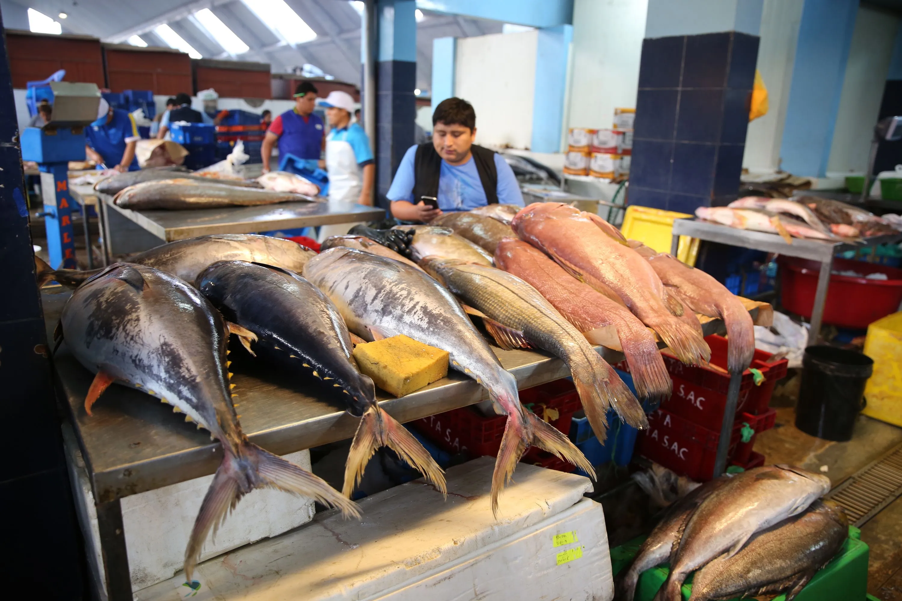 Perú: especies marinas amenazadas y hasta prohibidas son vendidas bajo otro nombre Perú: especies marinas amenazadas y hasta prohibidas son vendidas bajo otro nombre