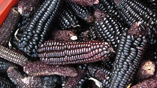 PERÚ FOLKLÓRICO: GASTRONOMÍA: La Chicha Morada PERÚ FOLKLÓRICO: GASTRONOMÍA: La Chicha Morada