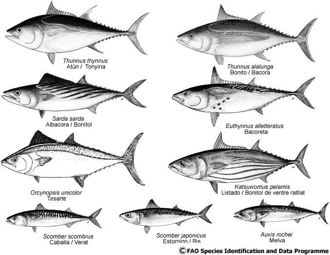 Pesca de bonito y albacora Sarda sarda y Thunnus alalunga. Pesca de bonito y albacora Sarda sarda y Thunnus alalunga.
