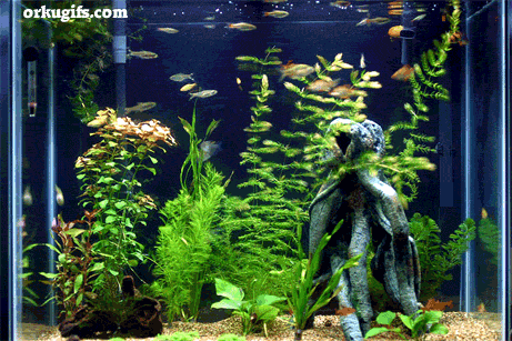 Pescados en el acuario - Imágenes y tarjetas Pescados en el acuario - Imágenes y tarjetas