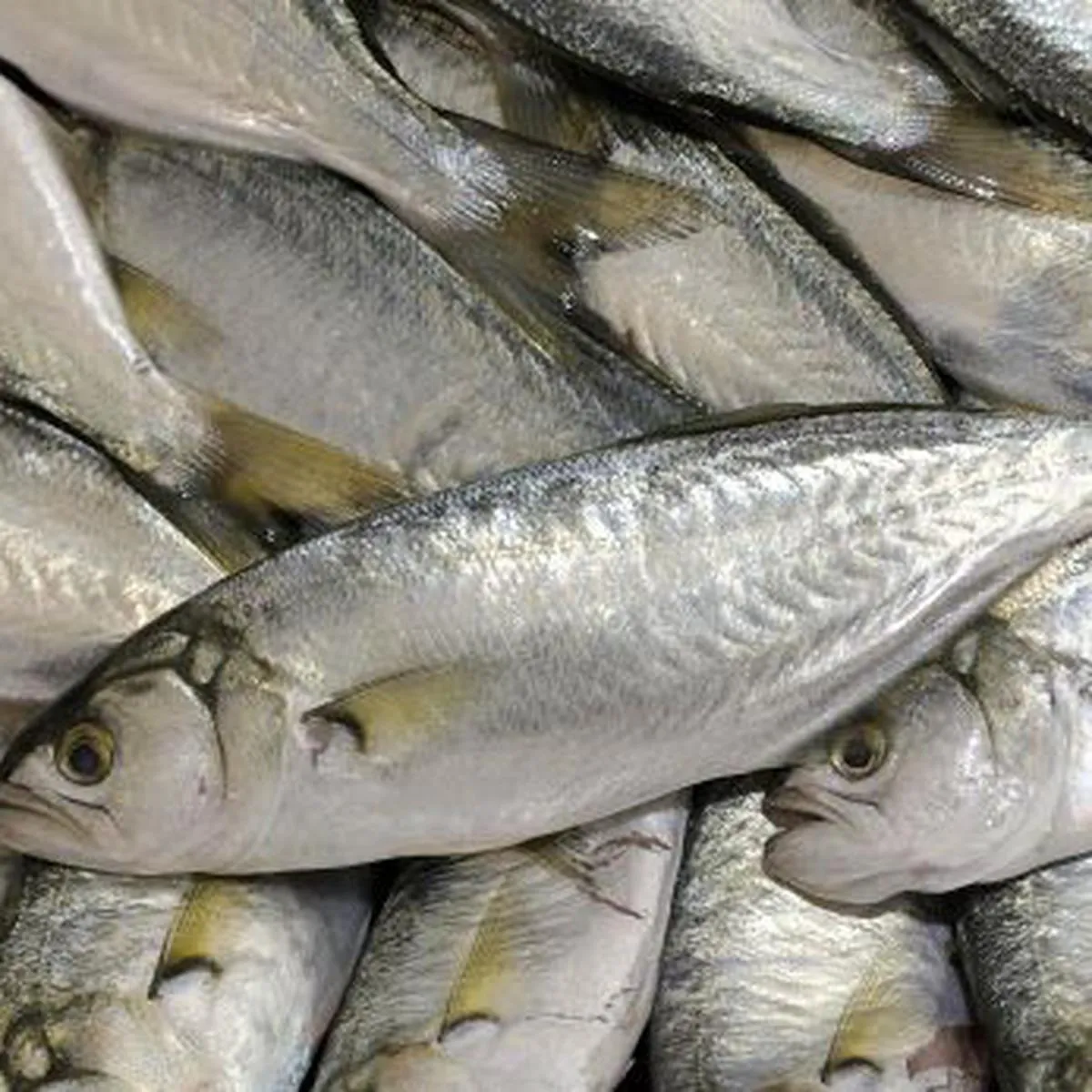 Cuáles son los pescados más consumidos por los peruanos? | ECONOMIA | EL COMERCIO PERÚ Cuáles son los pescados más consumidos por los peruanos? | ECONOMIA | EL COMERCIO PERÚ