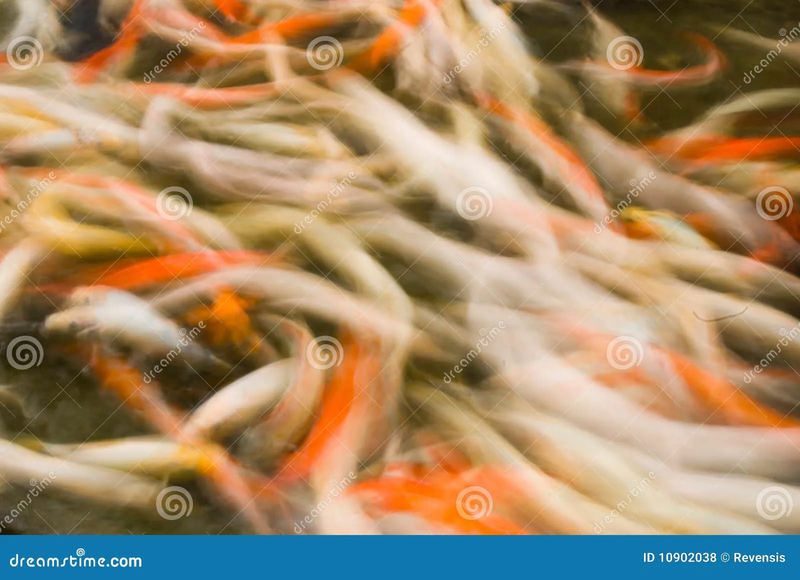 Pescados Hermosos Del Movimiento Fotos de archivo libres de ...