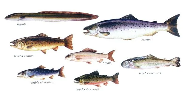 pescados_salmon.jpg