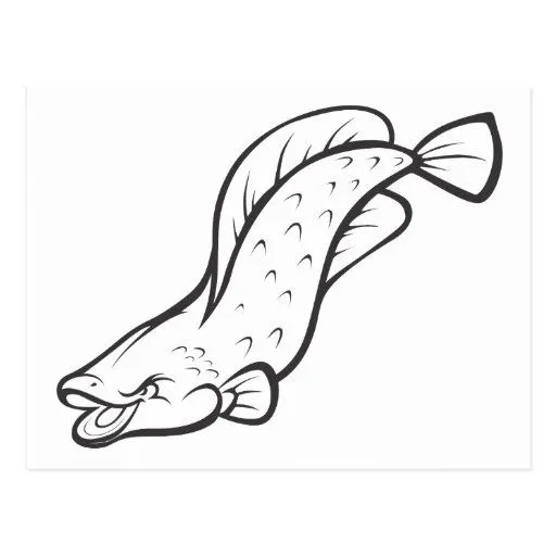 Pescados salvajes de Arapaima en blanco y negro Postal | Zazzle Pescados salvajes de Arapaima en blanco y negro Postal | Zazzle