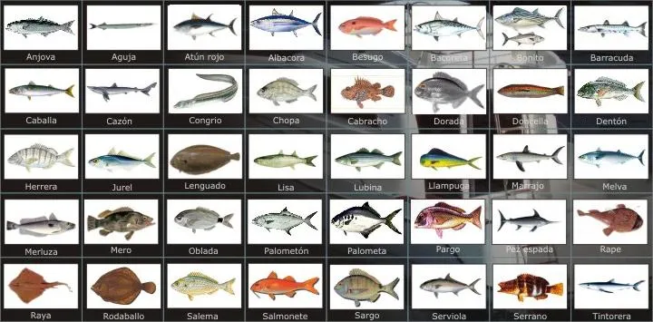 Pescado tipos - Imagui