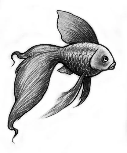 pesce combattente | Skin | Pinterest