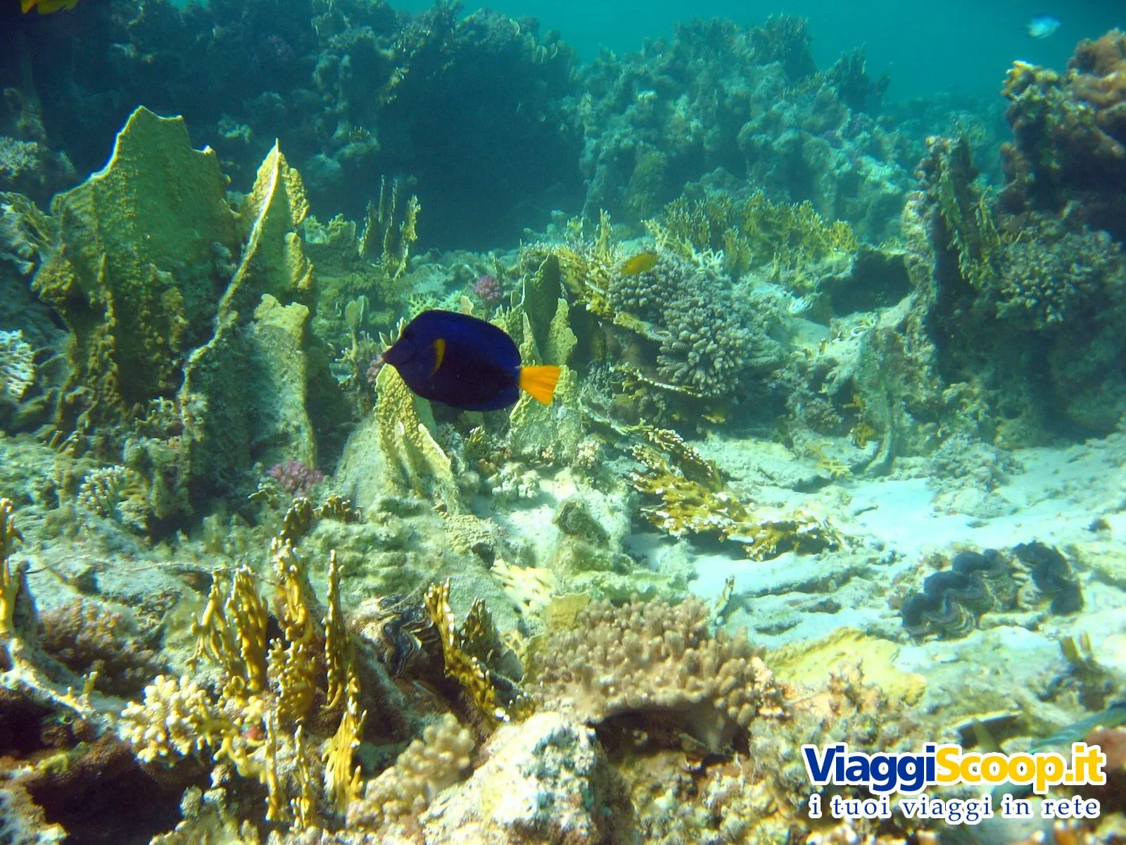 Pesci Marini Di Acqua Dolce E Tropicali Anfibi Rettili Pinguini ... Pesci Marini Di Acqua Dolce E Tropicali Anfibi Rettili Pinguini ...