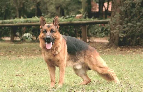 Pesquisa no Guia Pet &amp; Cia