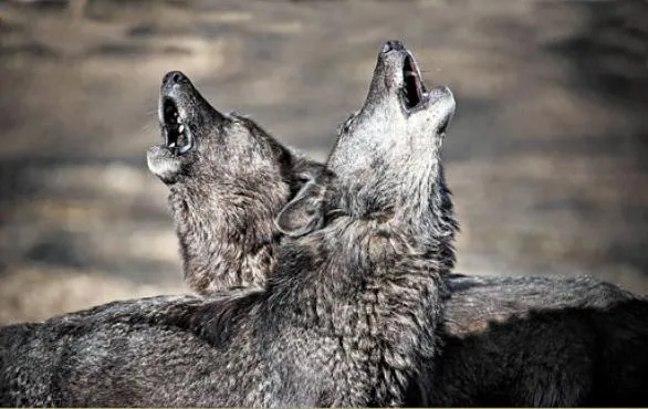 Pesquisa: lobos emitem sons diferentes quando companheiro deixa a ...