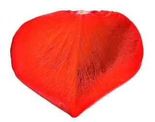 pétalo de rosa, día de San Valentín | Descargar Fotos gratis pétalo de rosa, día de San Valentín | Descargar Fotos gratis