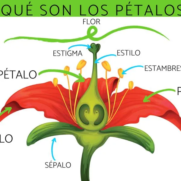 Qué son los PÉTALOS y su función - ¡Resumen! Qué son los PÉTALOS y su función - ¡Resumen!