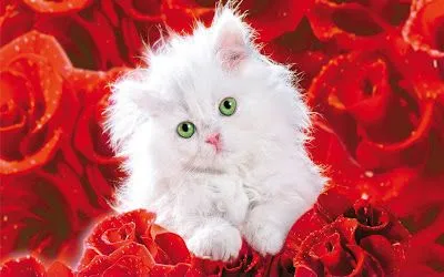 Petalos de rosa.gif - Imagui
