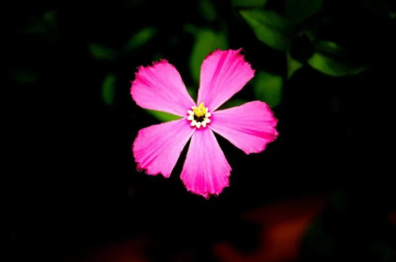 Pétalos rosas | Cristina Granados