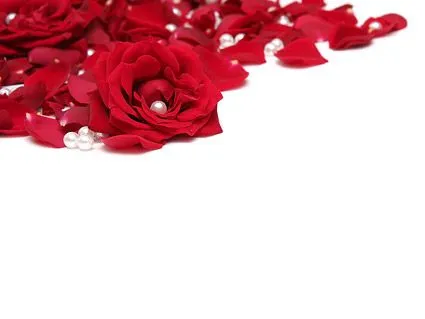 Pétalos de rosas rojas de Pearl Free Download Pétalos de rosas rojas de Pearl Free Download