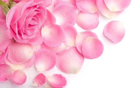 Pétalos de Rosas rosadas de la imagen material Free Download Pétalos de Rosas rosadas de la imagen material Free Download