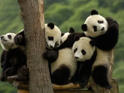 pete-oxford-giant-panda-babies-wolong-china-conservation-and-research ... pete-oxford-giant-panda-babies-wolong-china-conservation-and-research ...