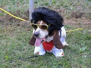 pets life: Perros disfrazados :)