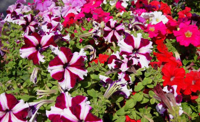 Petunia hybrida | Revista de Flores, Plantas, Jardinería ...