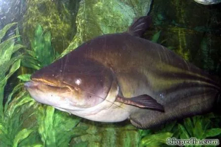 Pez gato del Mekong | BIOPEDIA