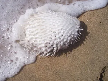 TE PRESENTAMOS... LOS ANIMALES 3ºD . Proyecto de comprensión de la ...