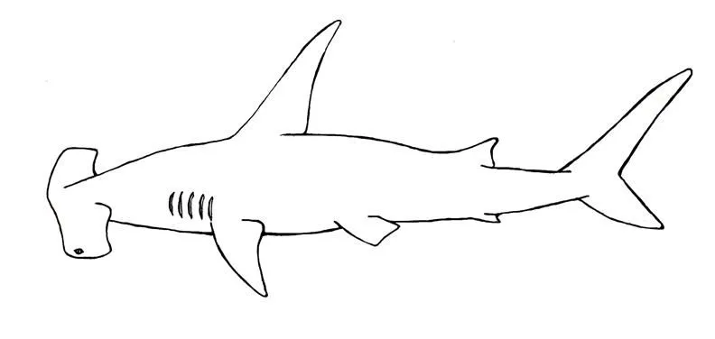 Tiburon martillo para colorear - Imagui