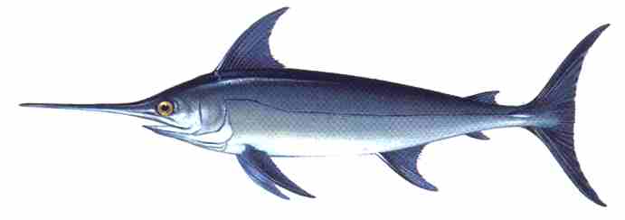 Pez espada | Wikifaunia, tu enciclopedia de animales Pez espada | Wikifaunia, tu enciclopedia de animales