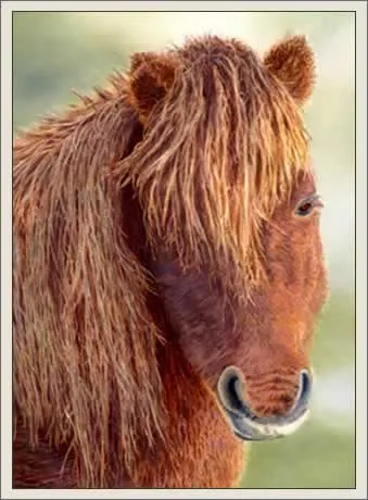 Pferde und Pferderassen - Ponys und Ponyrassen Pferde und Pferderassen - Ponys und Ponyrassen