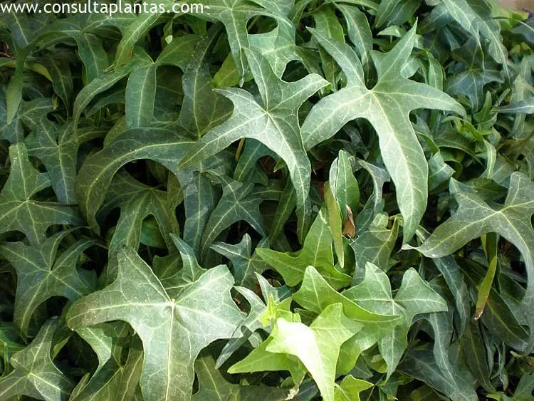 phoca_thumb_l_hedera_helix_4.jpg
