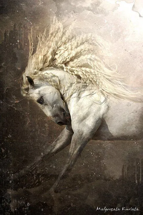Photo Art by Małgorzata Kuriata | Equus | Pinterest Photo Art by Małgorzata Kuriata | Equus | Pinterest