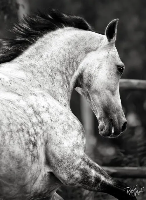 photo by Raphael Macek // BW dappled grey horse | Horses 《BW ... photo by Raphael Macek // BW dappled grey horse | Horses 《BW ...